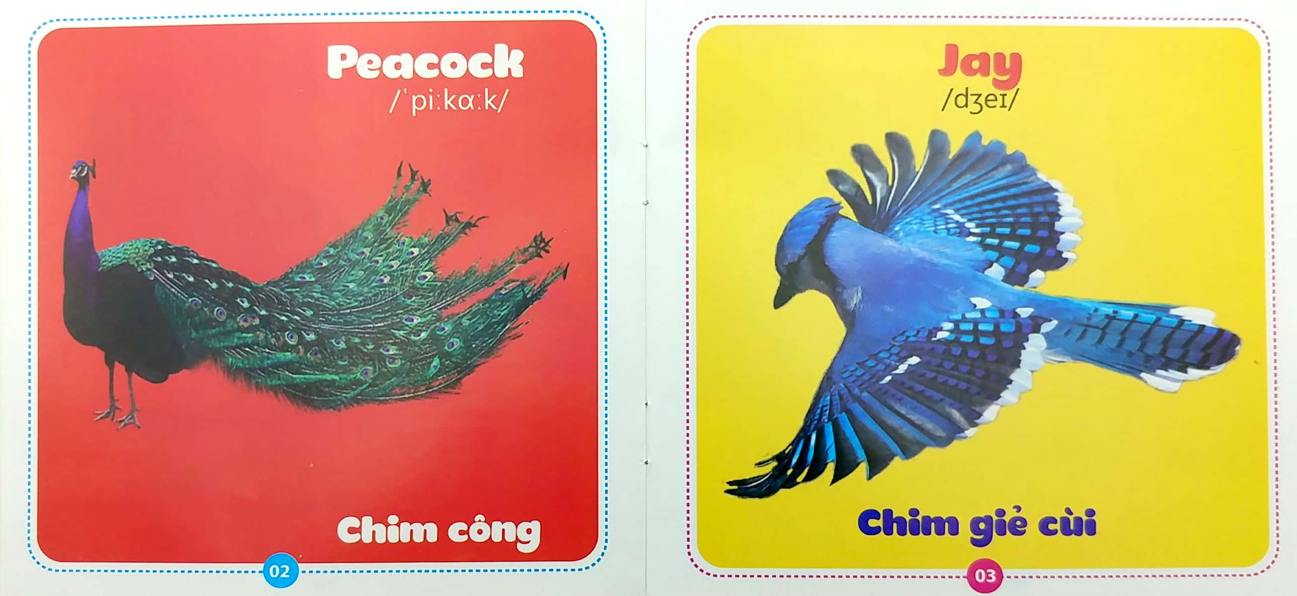 bộ sách từ điển bằng hình cho bé (song ngữ anh-việt) - bộ 10 cuốn - Ảnh 8