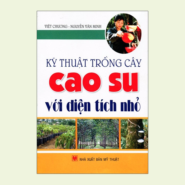 kỹ thuật trồng cây cao su với diện tích nhỏ - Ảnh 2