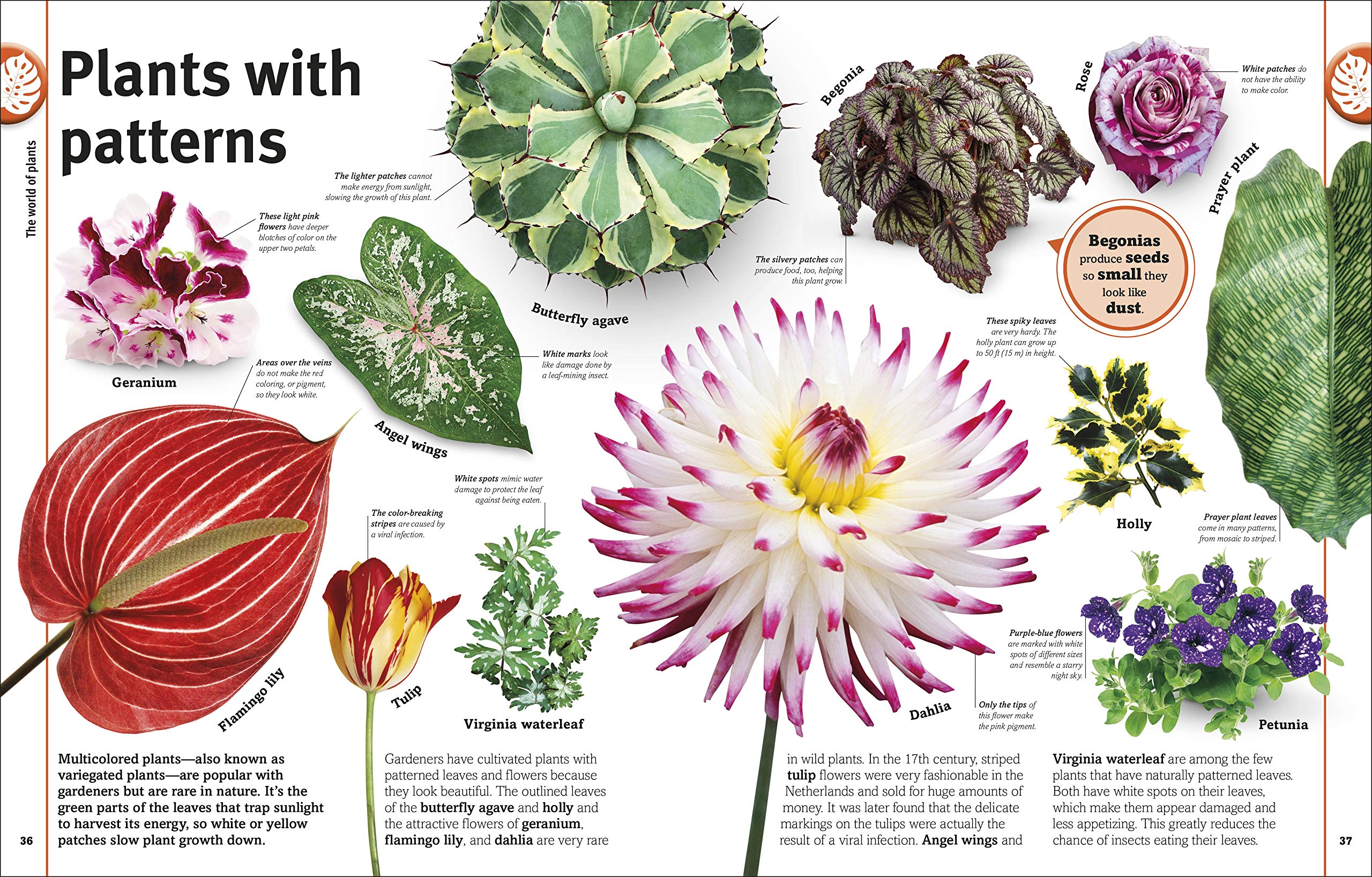 Trees, Leaves, Flowers And Seeds: A Visual Encyclopedia Of The Plant Kingdom - Ảnh 4