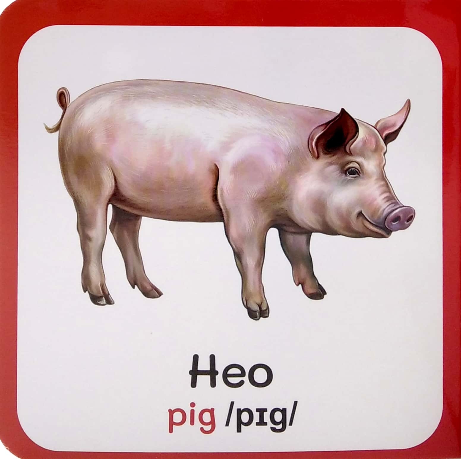 từ điển bằng hình đầu tiên của bé - baby's first picture dictionary - farm animals - động vật nuôi - Ảnh 3