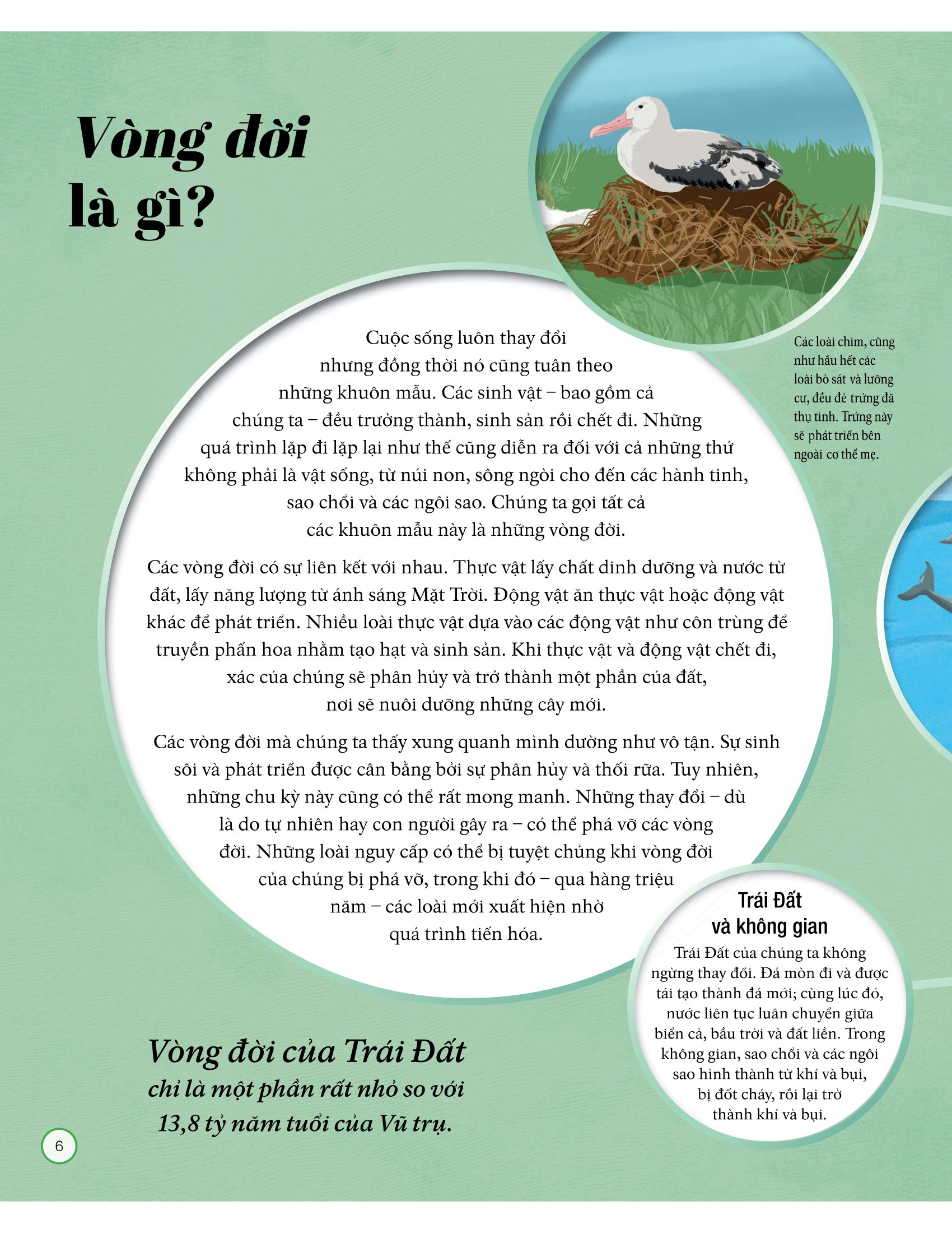 vòng đời - life cycles - Ảnh 9